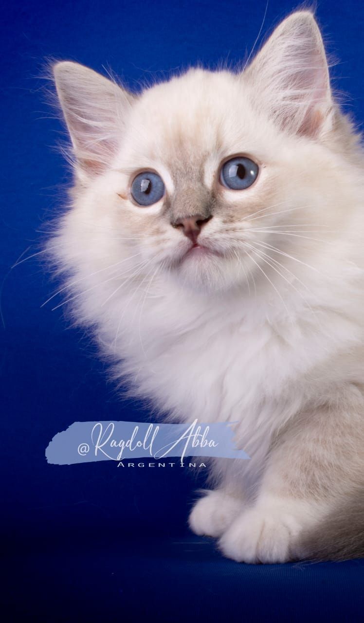 Ragdoll Abba