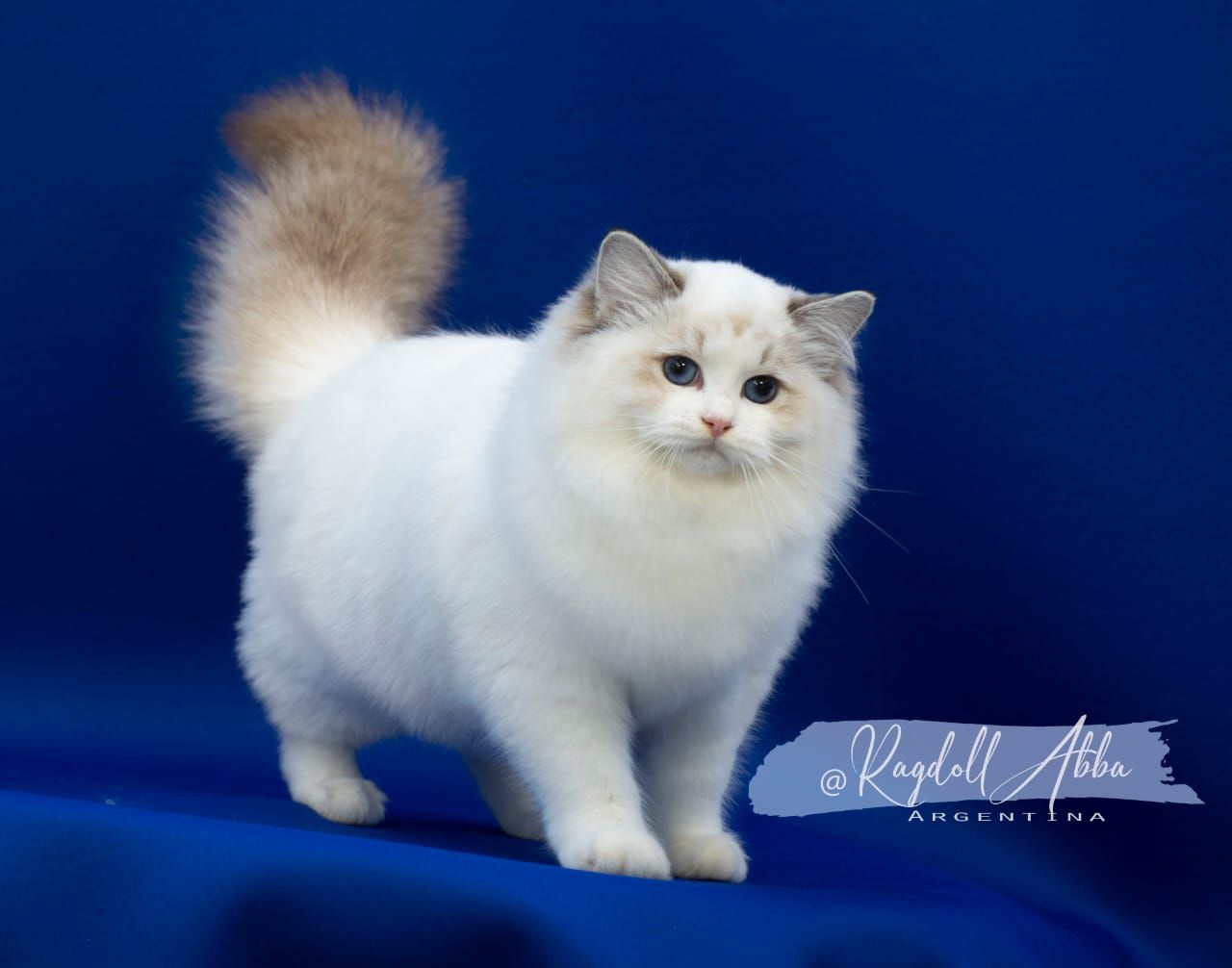 Ragdoll Abba