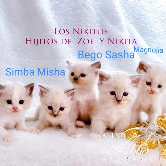 Ragdoll Abba