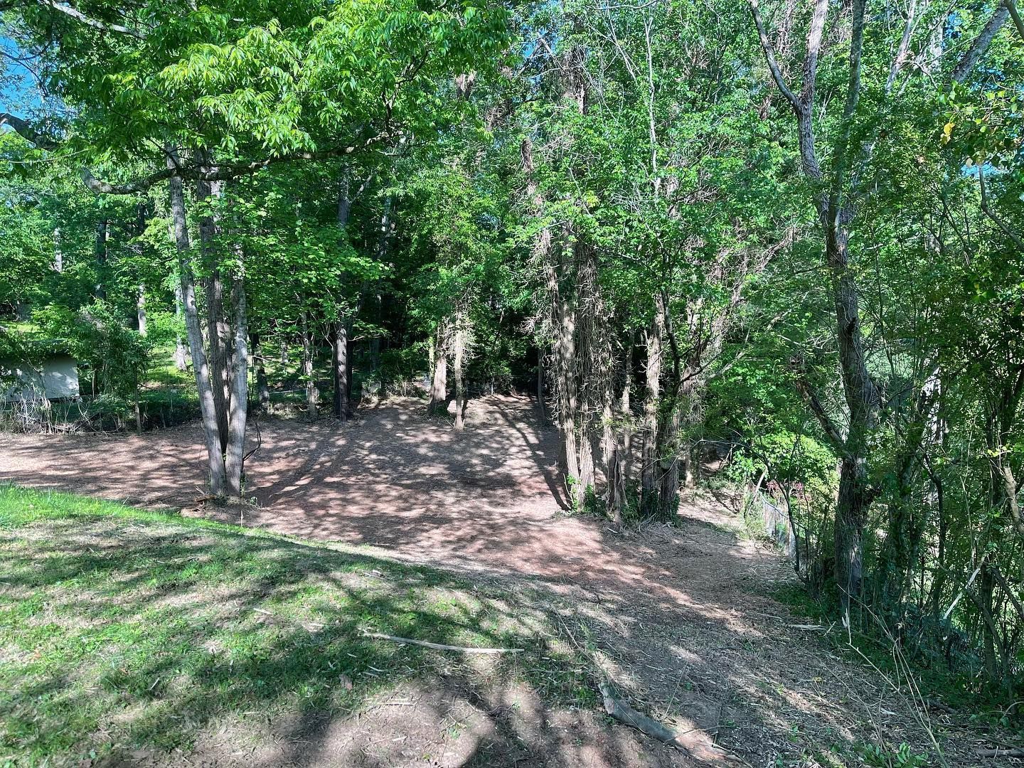 Forest scene with trees casting shadows on a dirt path and green grass.