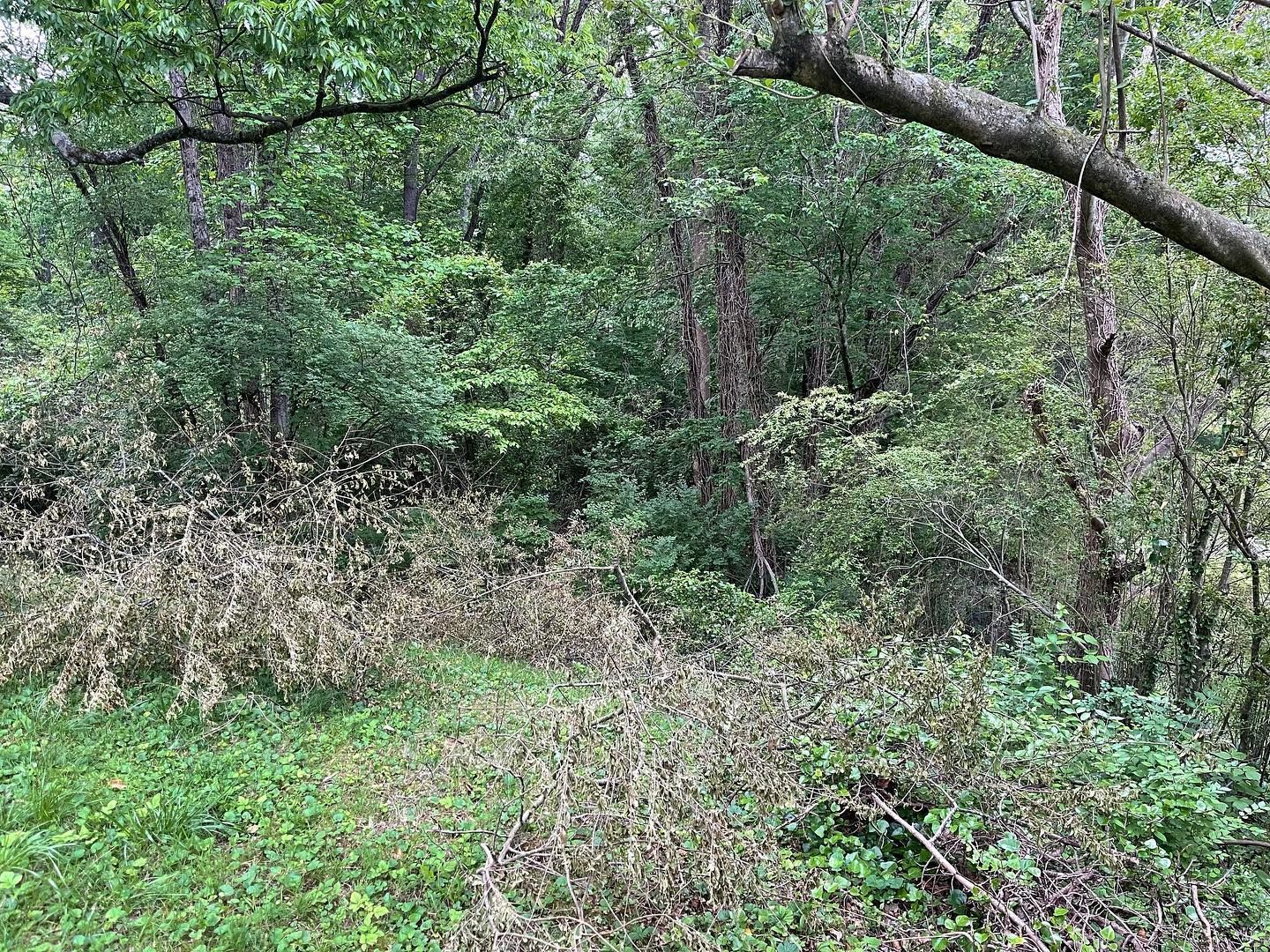 Green and brown foliage in a wooded area with patches of dry, light-colored plants.