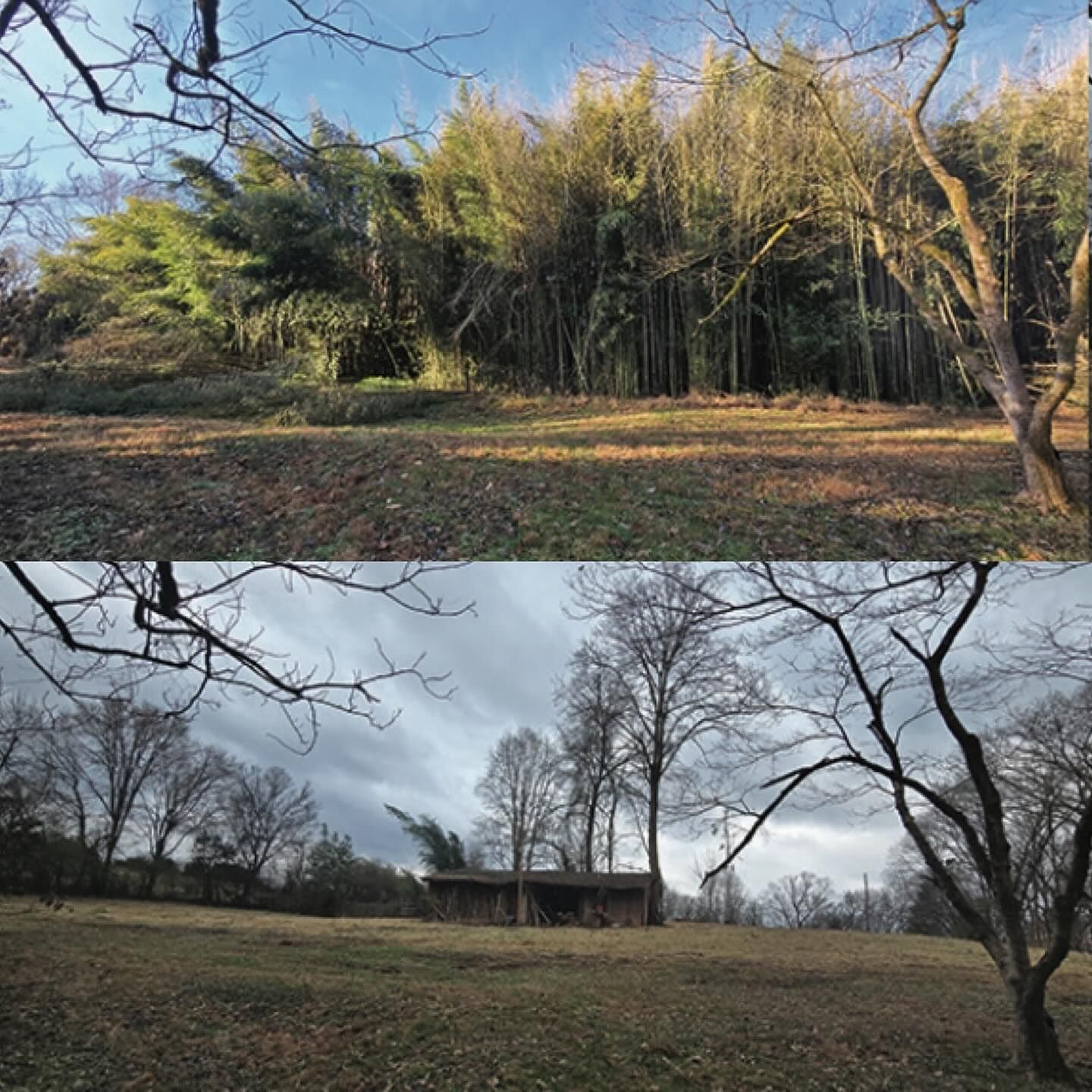 Top: Sunny field with bamboo. Bottom: Overcast field with trees and a small structure.
