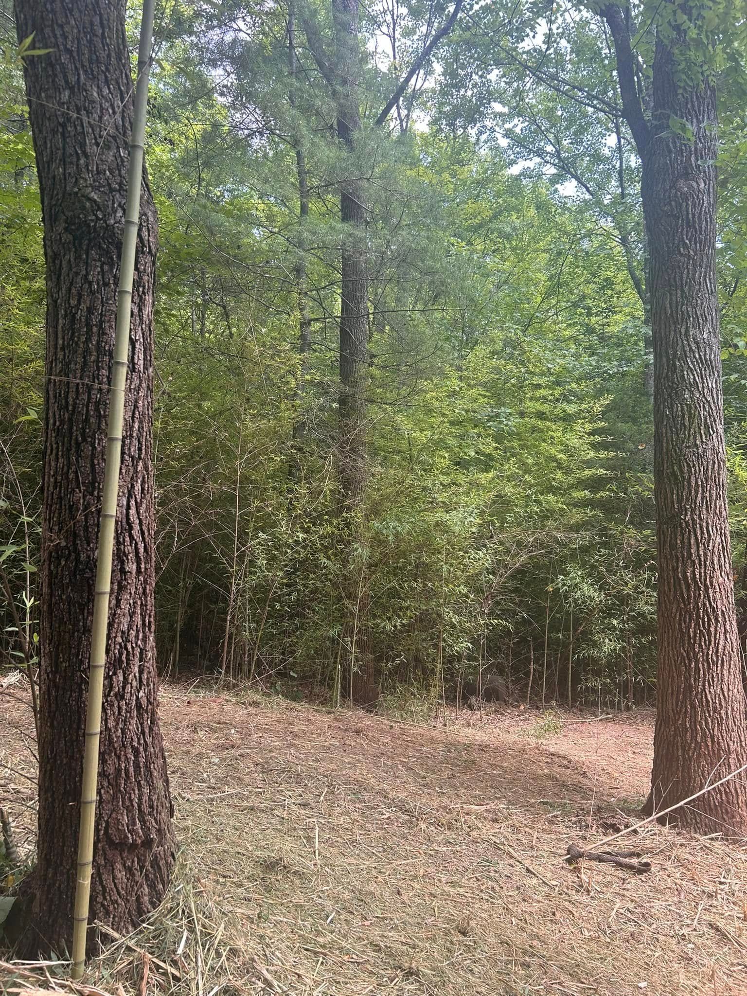 Forest scene with two trees in the foreground, and foliage filling the background.