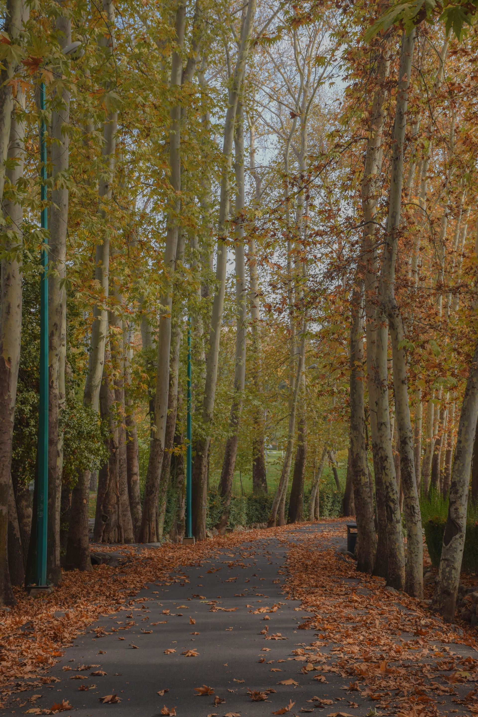 A path in the middle of a forest with trees and leaves on the ground.