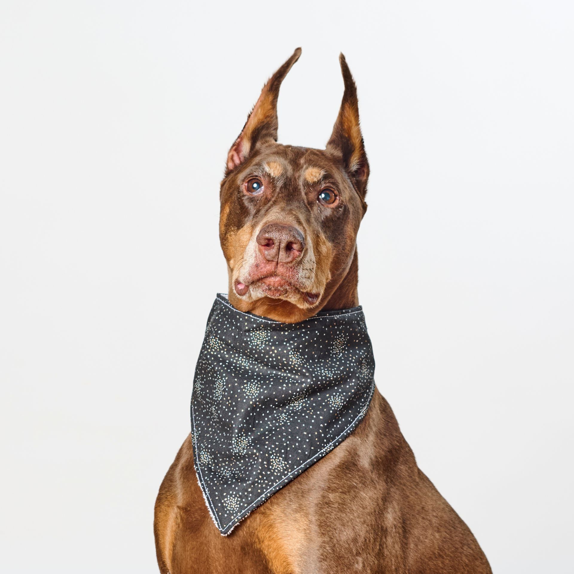 Brown Doberman pinscher wearing a black bandana with white specks, against a white background.