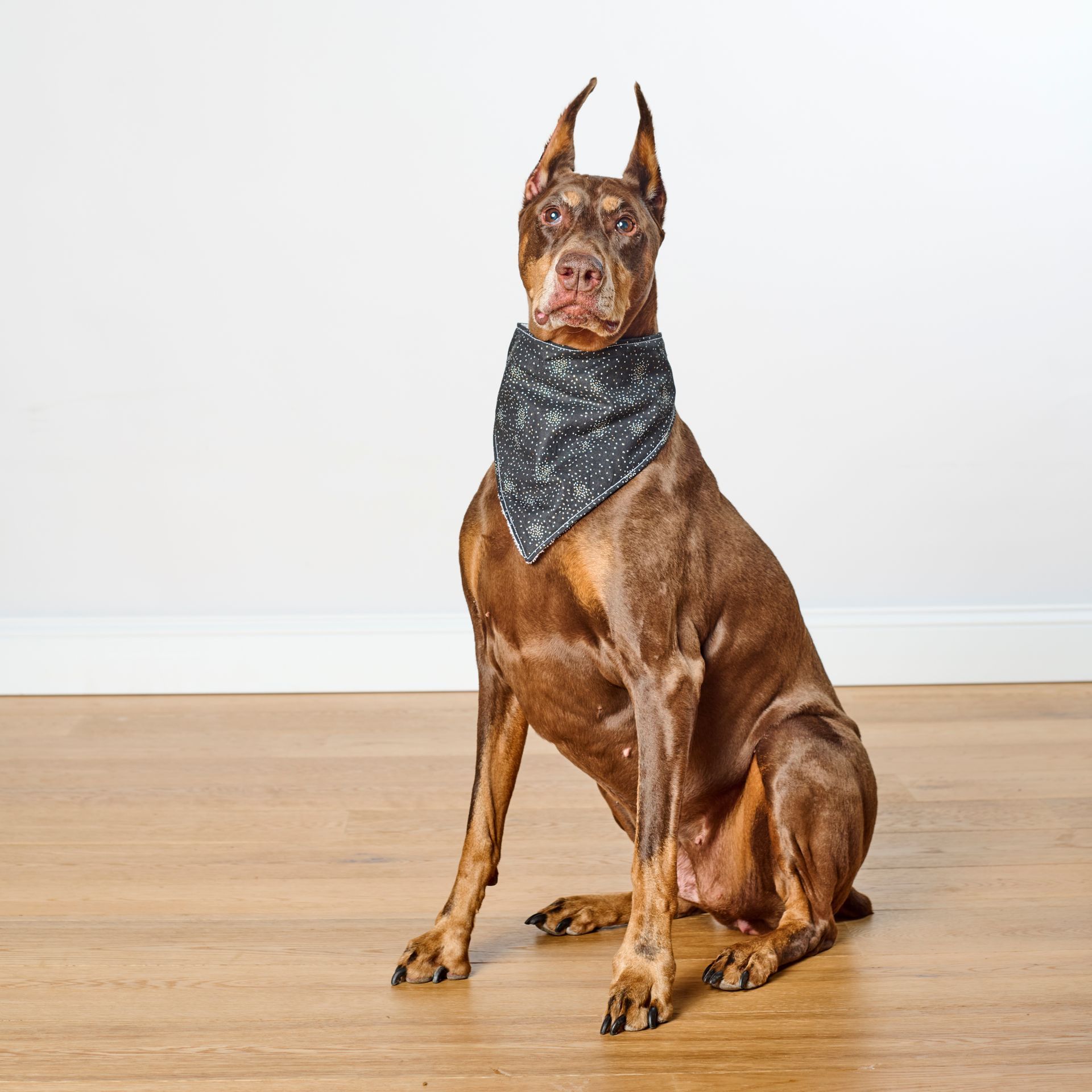 Brown Doberman pinscher wearing a black bandana with white specks, against a white background.