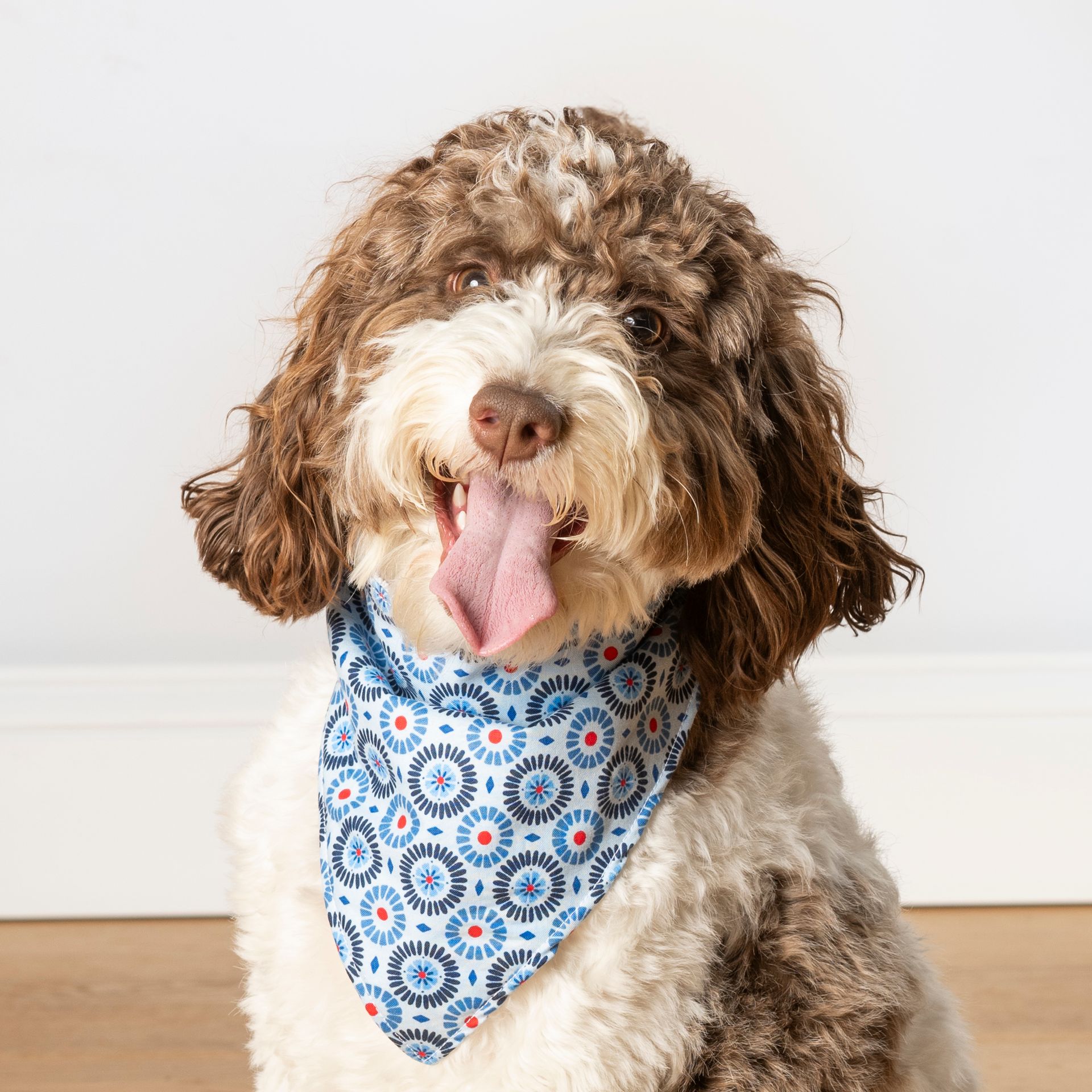 Dog wearing a blue patterned bandana, with brown and white fur, tongue out.