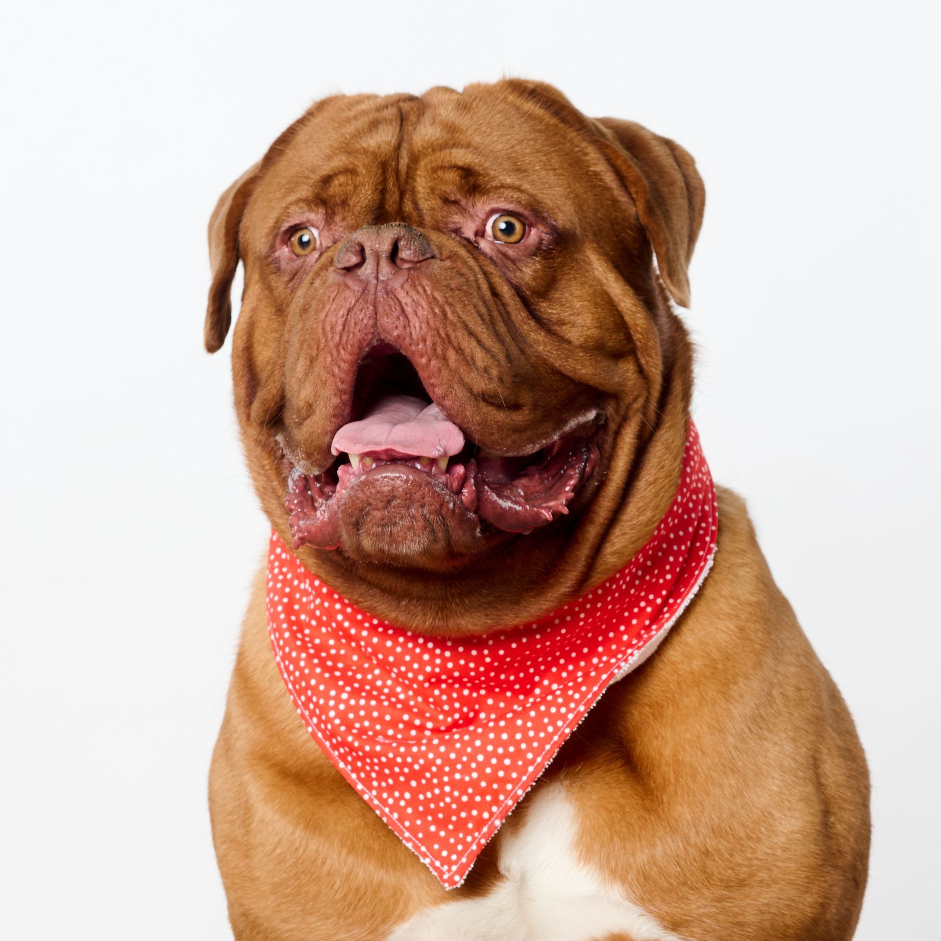Brown dog with a red polka-dot bandana, panting with mouth open against a white background.