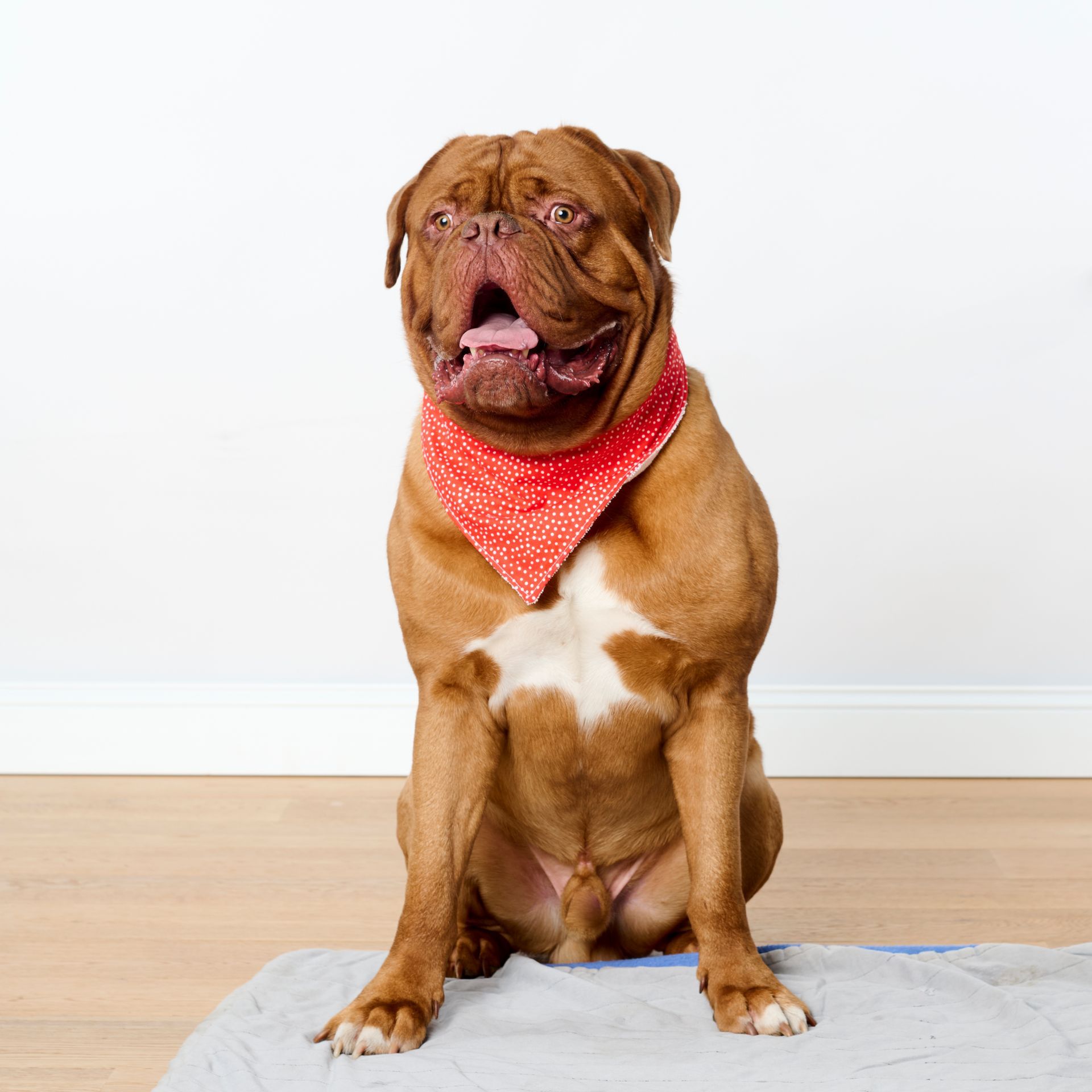 Brown dog with a red polka-dot bandana, panting with mouth open against a white background.