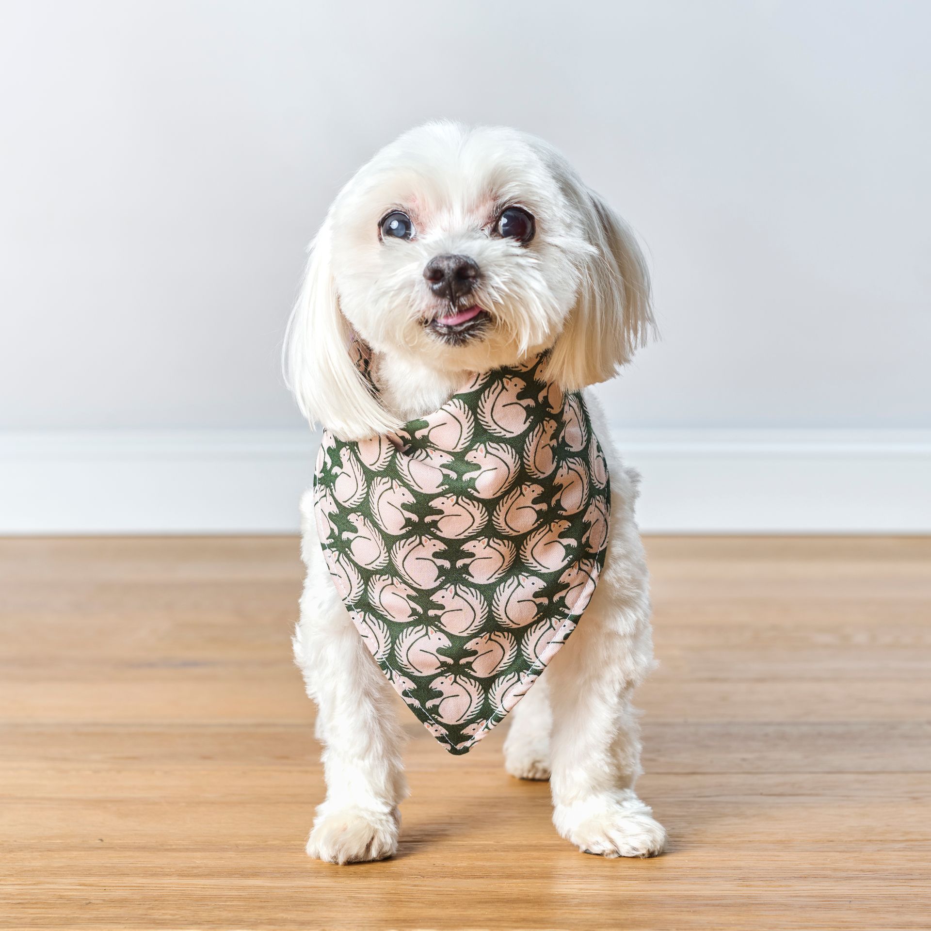 White Maltese dog wearing a patterned bandana, standing on wood floor.