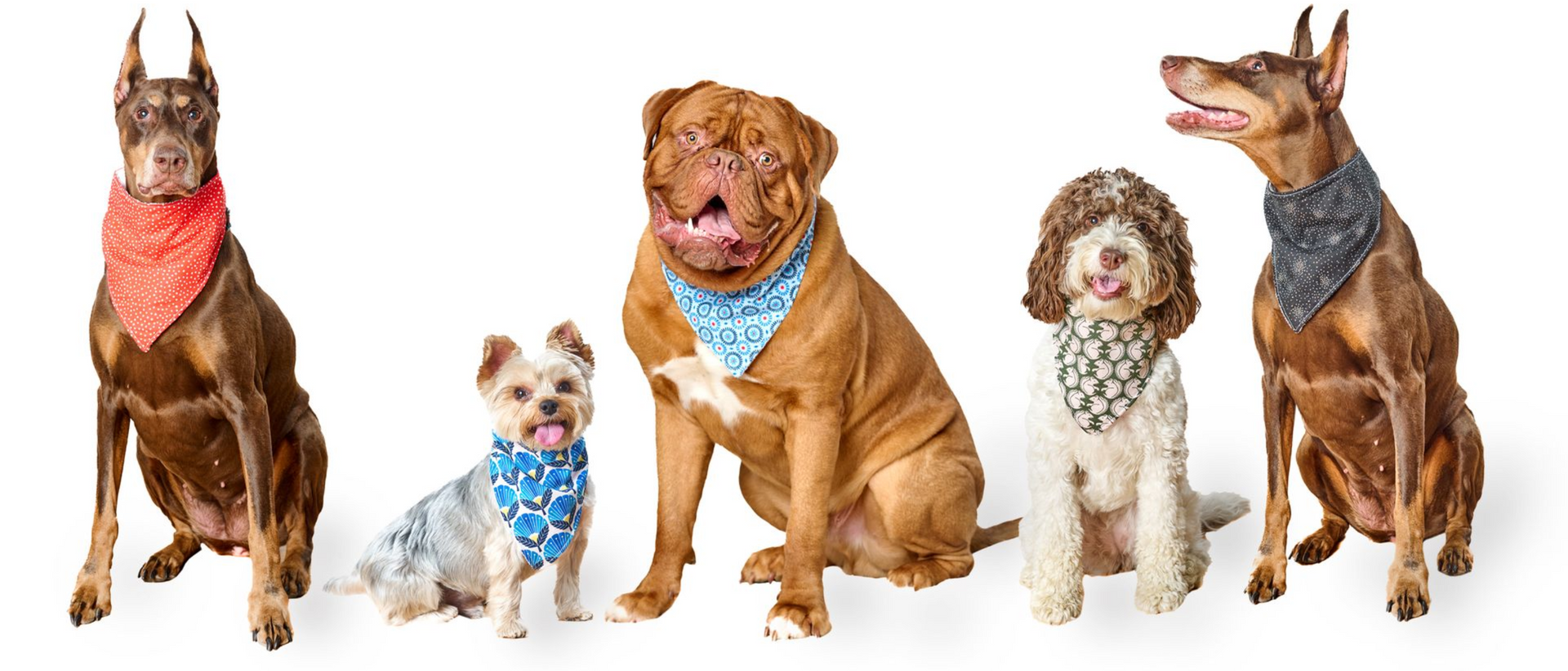 Five dogs of different breeds wearing bandanas, posing on a white background.