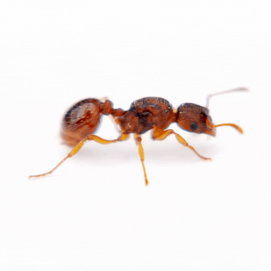 Close-up of a small, reddish-brown ant with six legs and antennae against a white background.