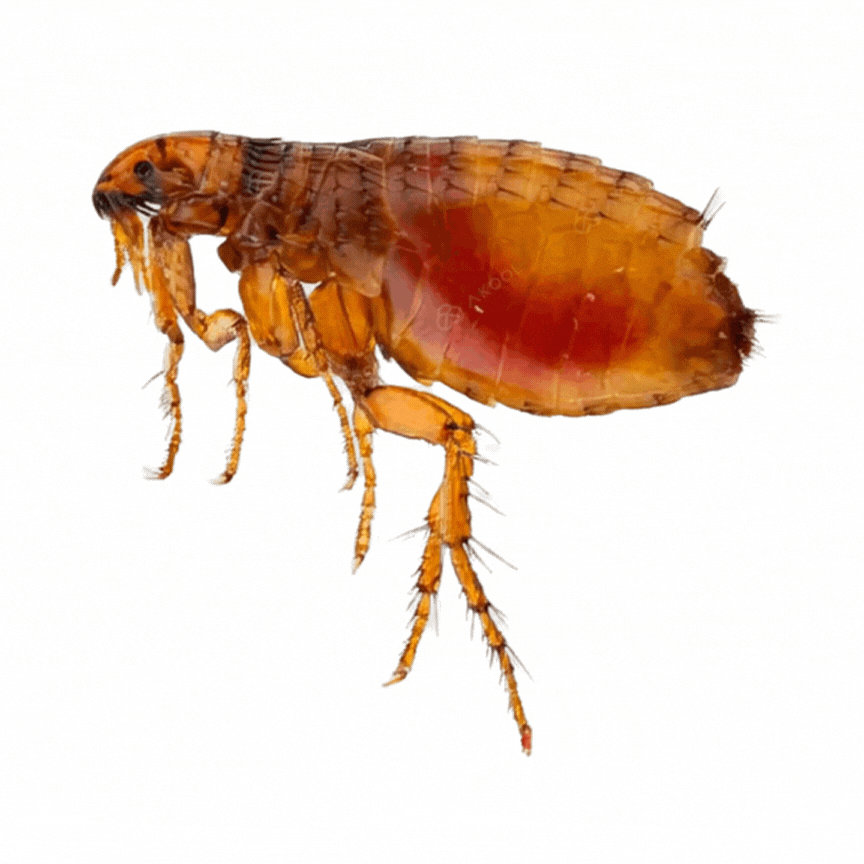 Close-up of a flea, a small, reddish-brown insect with long legs, against a white background.