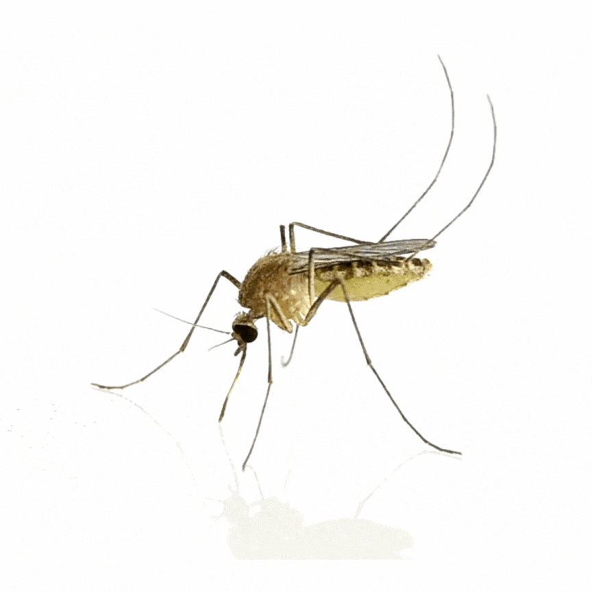 A mosquito with long legs and antennae, viewed from a side angle against a white background.