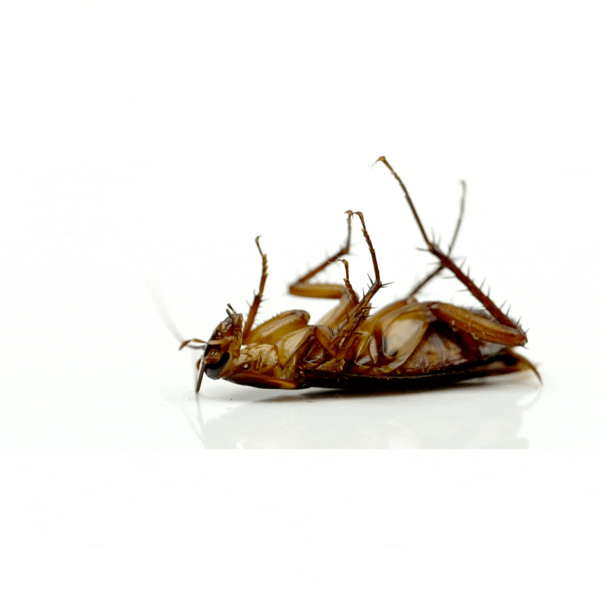Dead cockroach lying on its back on a white surface.