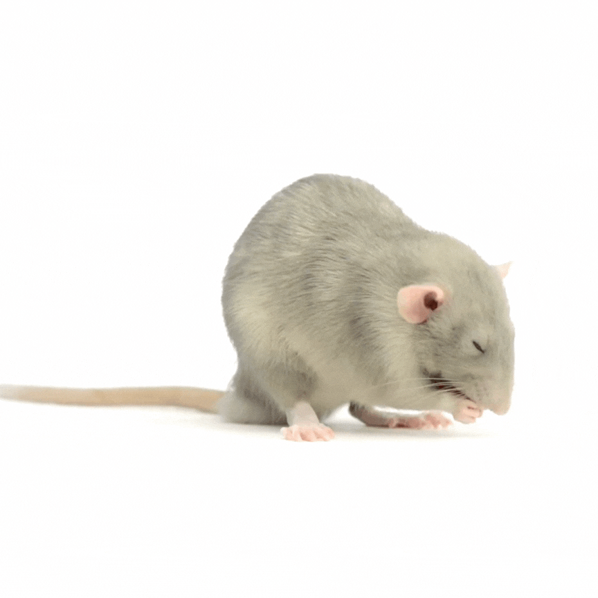 A gray rat grooming itself against a white background. It has a light-colored tail and pink ears.