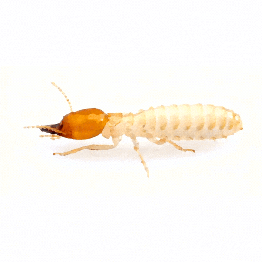 Termite with a tan body and a brown head, on a white background.