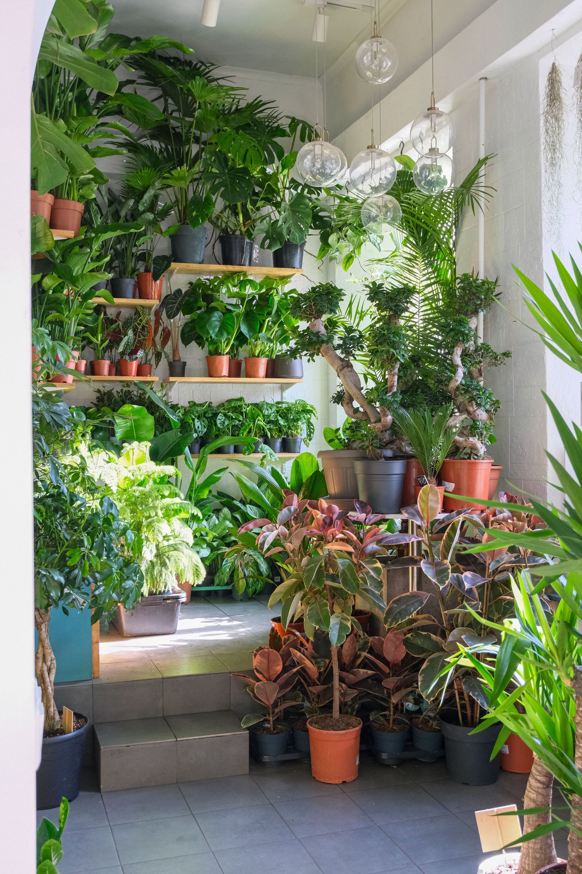 Indoor stairway lined with lush potted plants and greenery in a bright corner