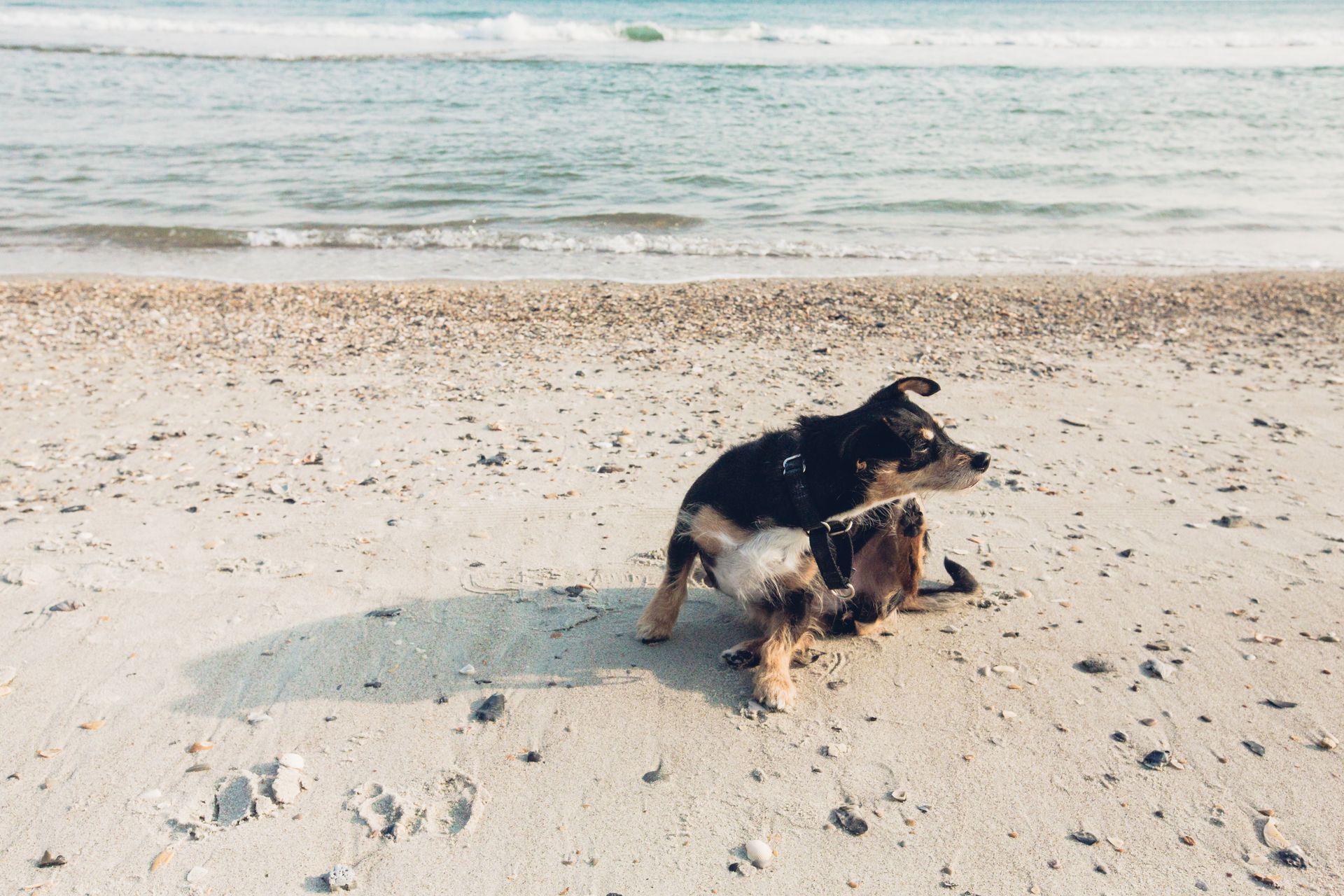 cane sulla spiaggia