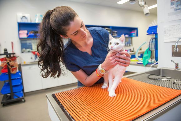 Veterinario ai Parioli a Roma visita un gatto bianco