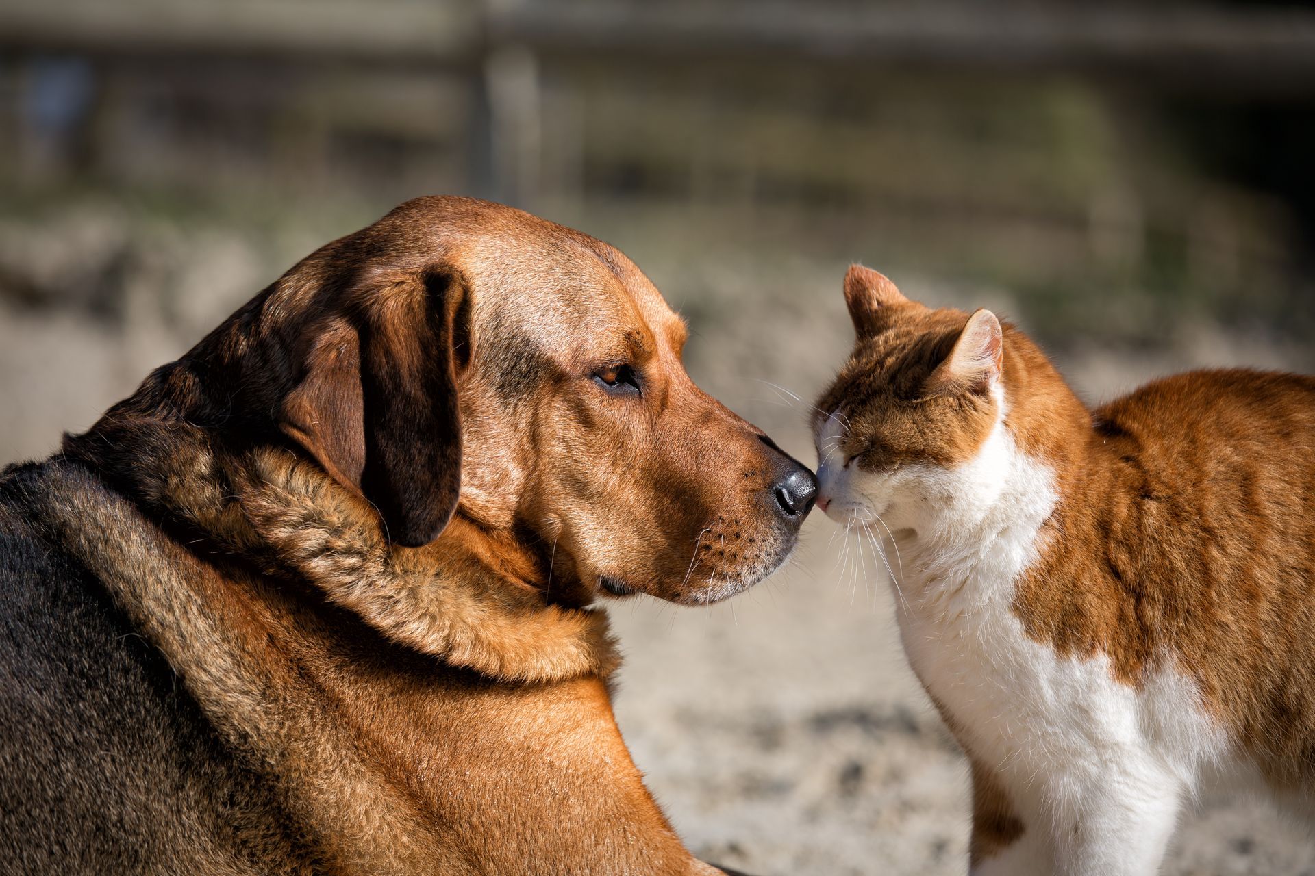 cane e gatto