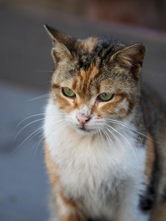 Gatto in attesa dell'intervento di cihrurgia veterinaria a Roma