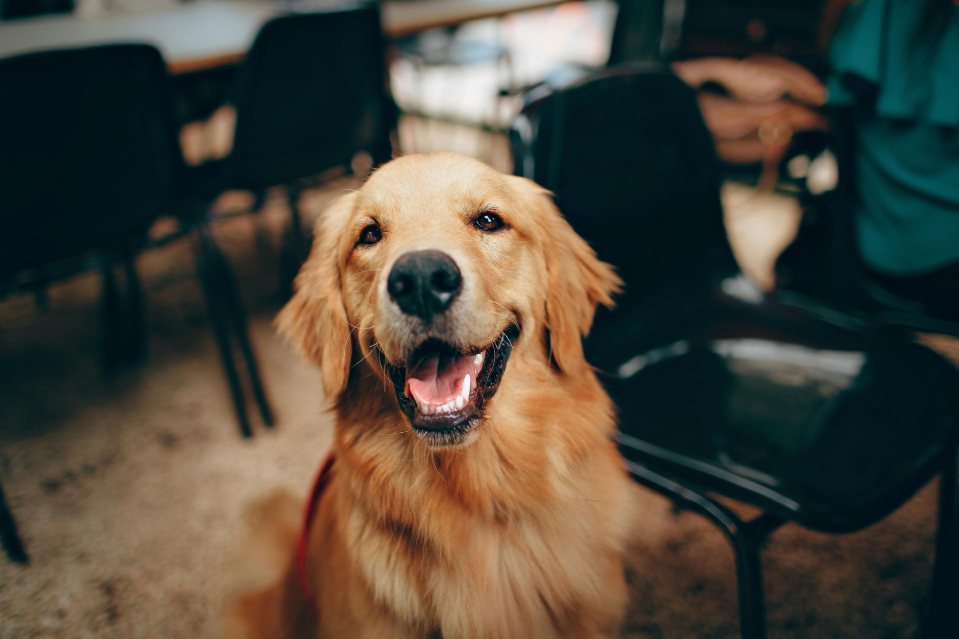 Golden retriever in attesa di un intervento di chirurgia veterinaria a Roma