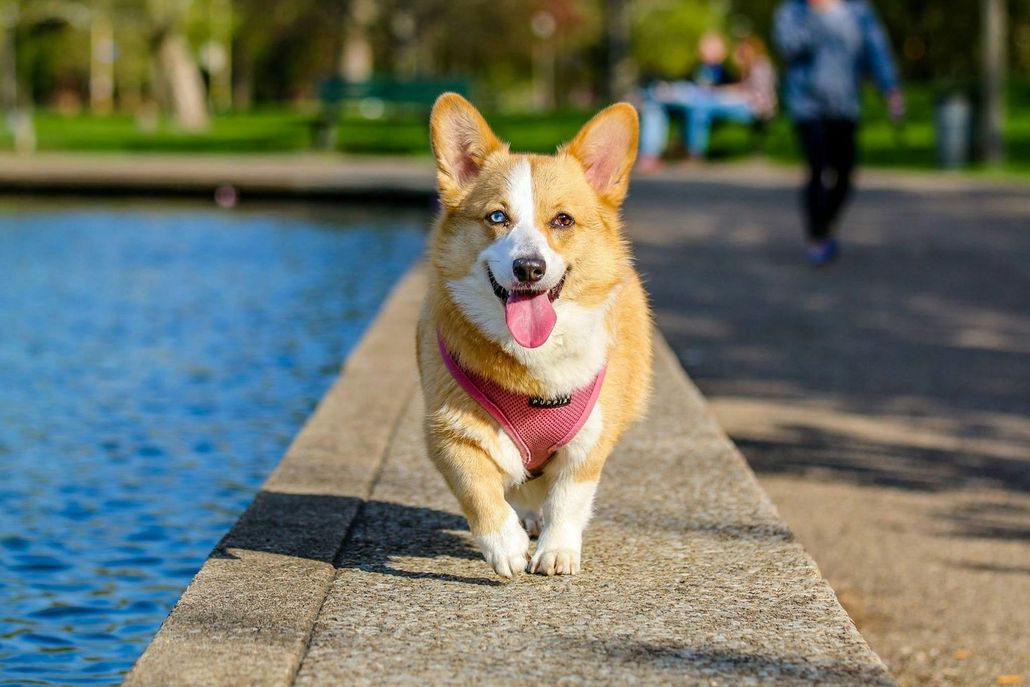Primo piano di corgi che cammina di fianco a una fontana