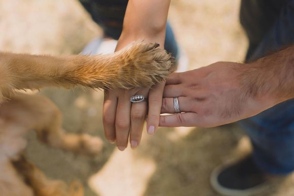 Le mani di un uomo e una donna si uniscono alla zampa di un cane