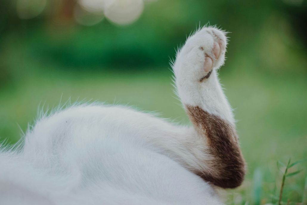 Zoom sulla zampa di un gatto