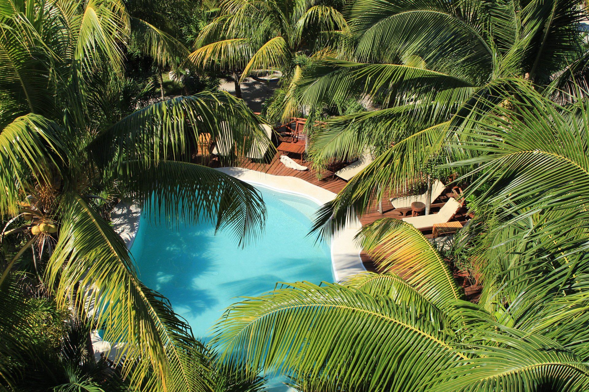 An aerial view of a swimming pool surrounded by palm trees