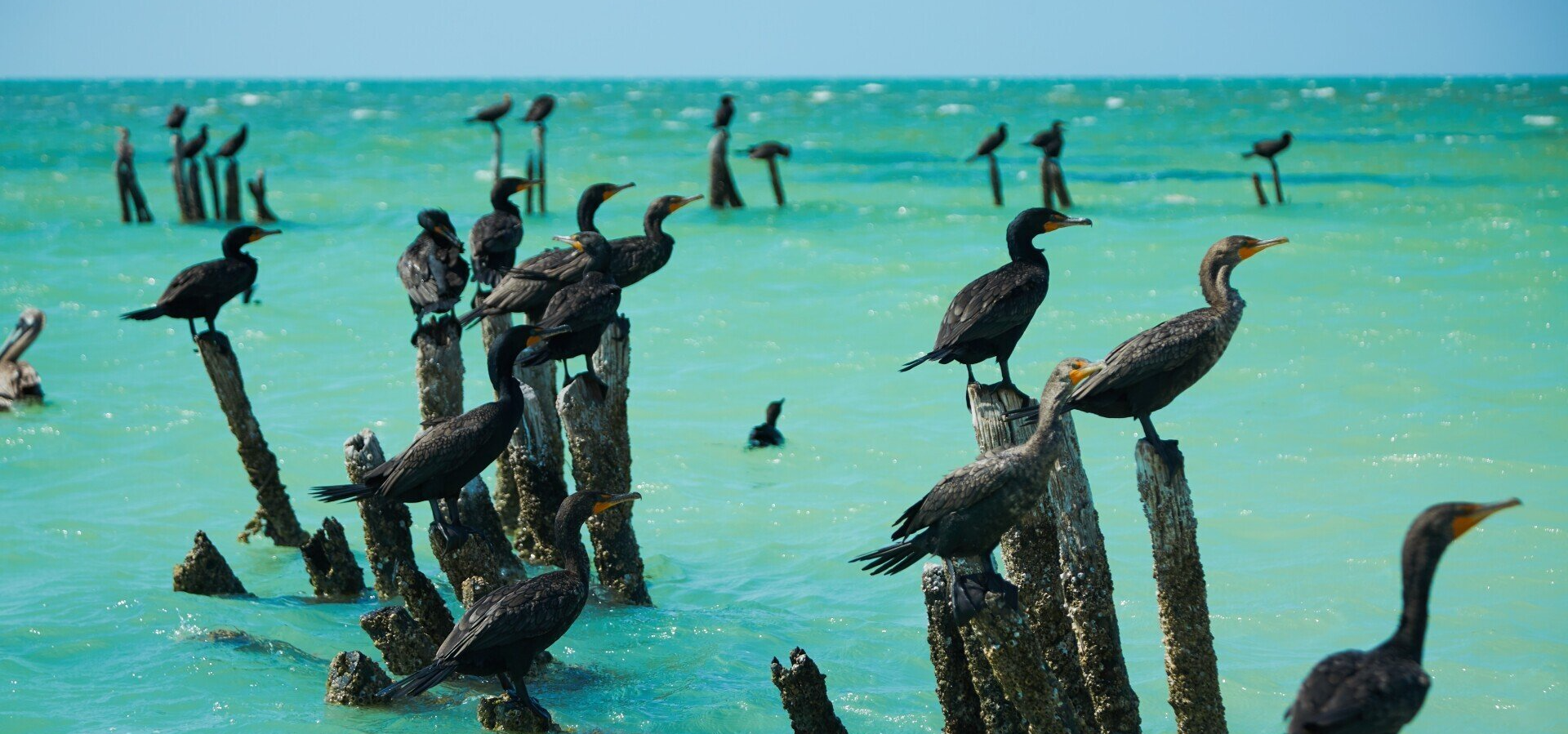 A flock of birds are perched on wooden posts in the ocean.