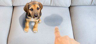 A puppy is sitting on a couch next to a person 's finger.