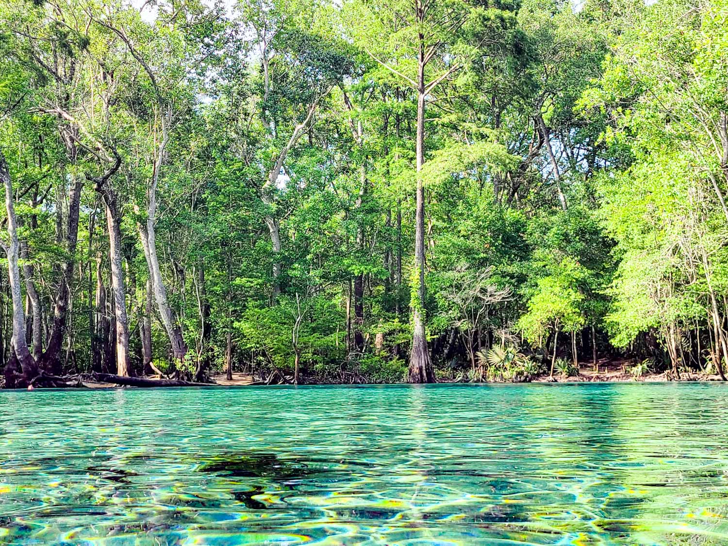 Canoe Adventures | Cypress Springs | Vernon, FL | Kayaks | Canoes | Paddleboards