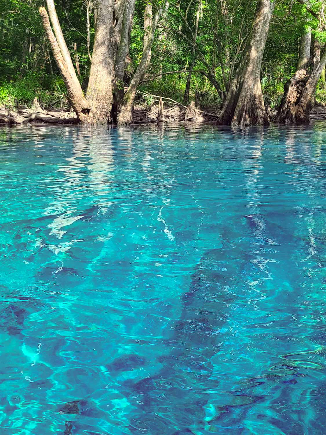 Canoe Adventures | Cypress Springs | Vernon, FL | Kayaks | Canoes | Paddleboards