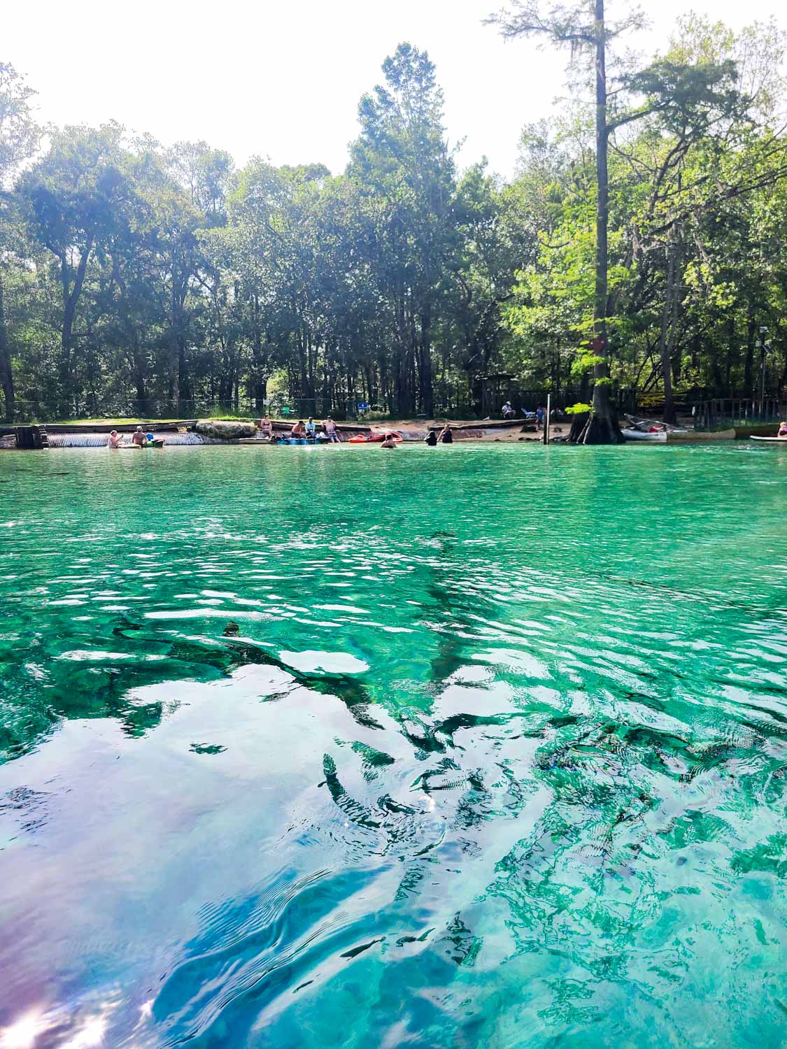 Canoe Adventures | Cypress Springs | Vernon, FL | Kayaks | Canoes | Paddleboards