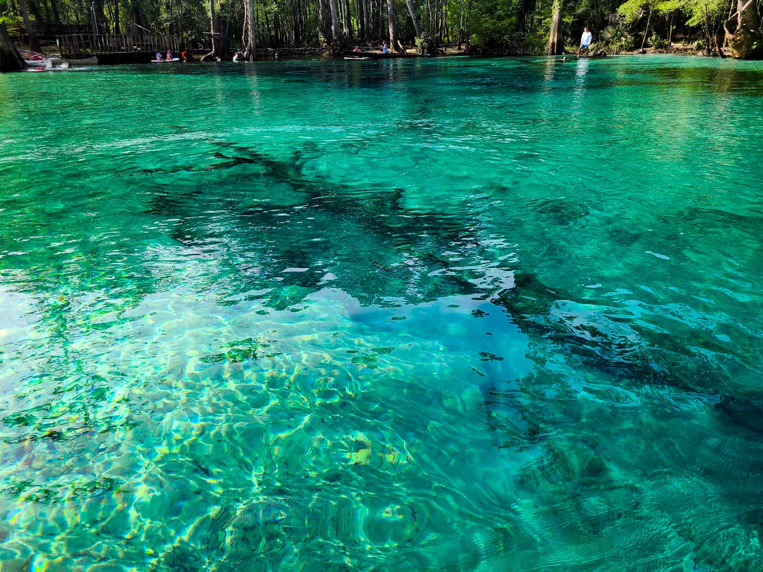 Canoe Adventures | Cypress Springs | Vernon, FL | Kayaks | Canoes | Paddleboards