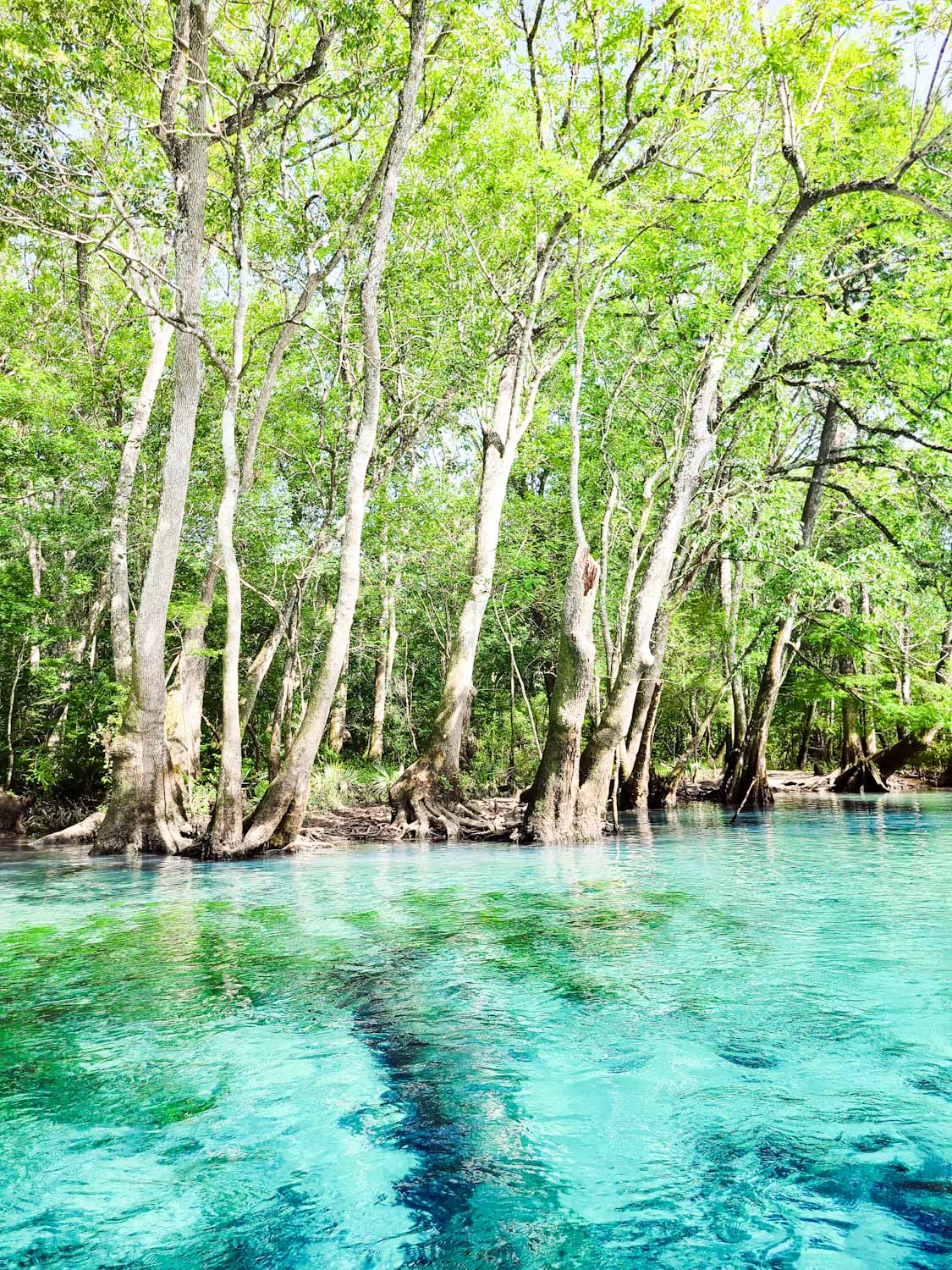 Canoe Adventures | Cypress Springs | Vernon, FL | Kayaks | Canoes | Paddleboards