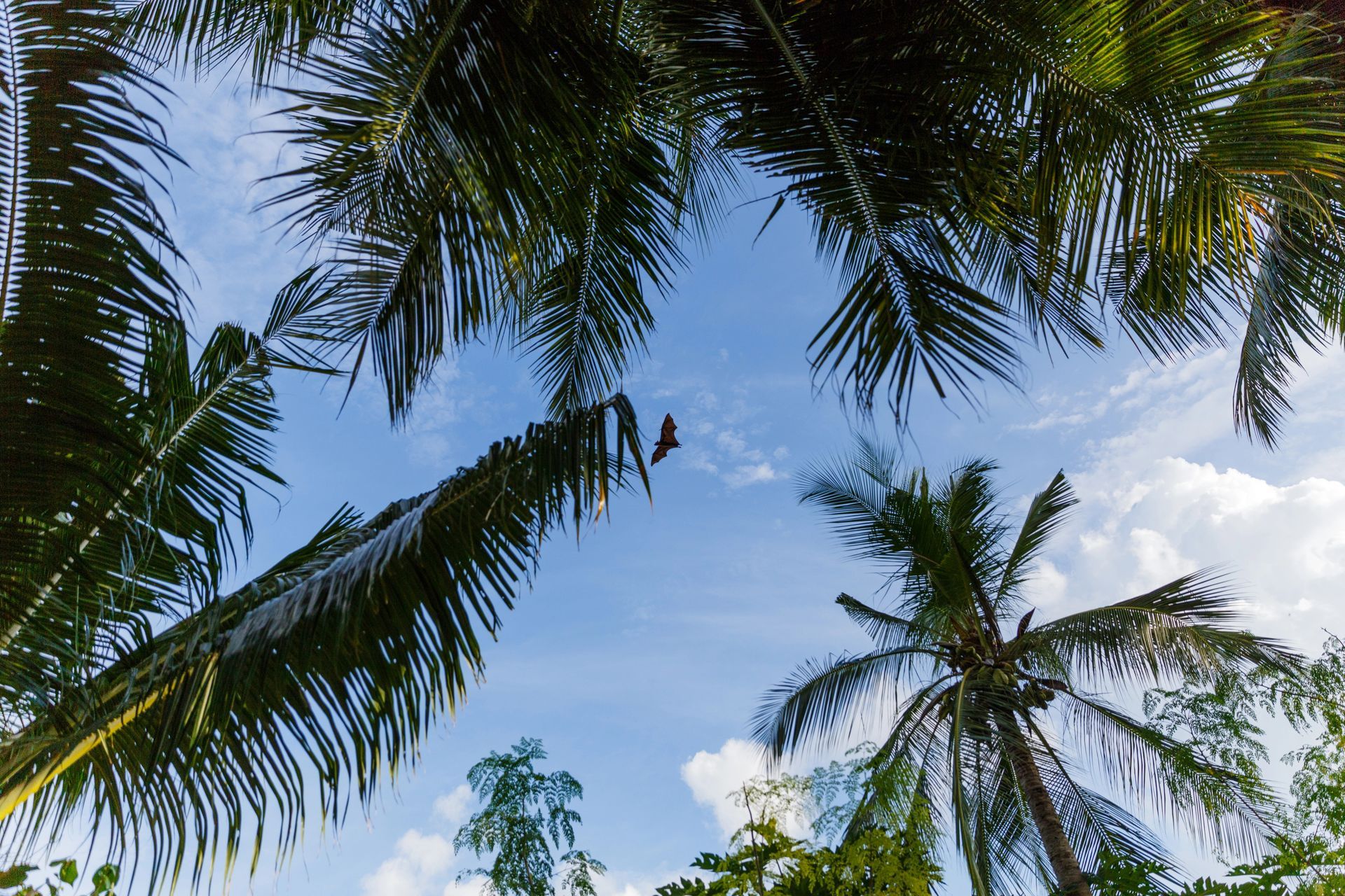 Palm Trees