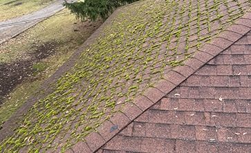 An angled view of a brown asphalt shingle roof with significant moss growth between the shingles.