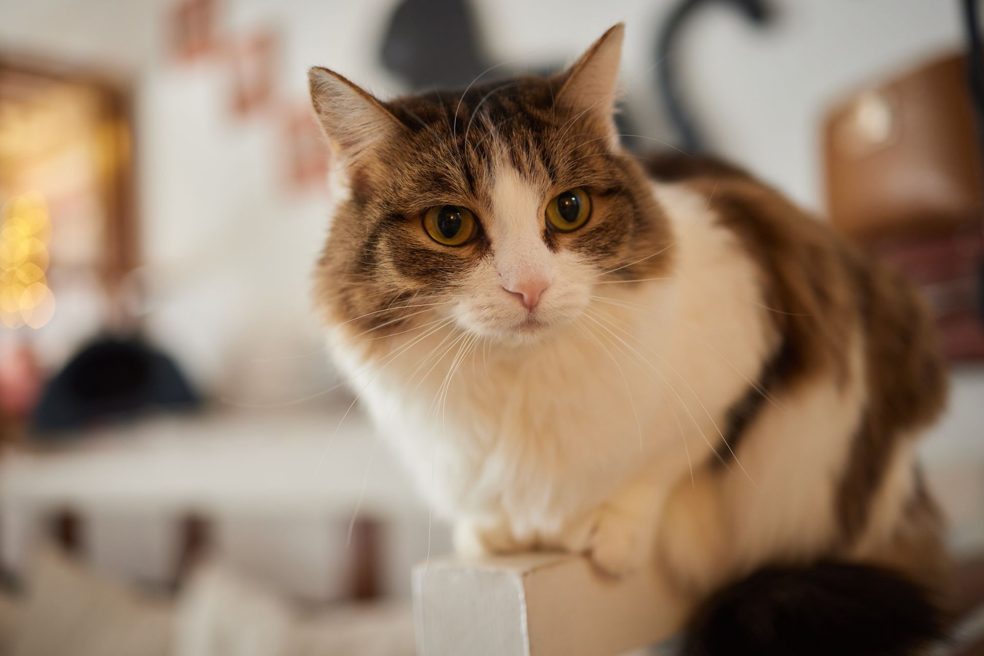 Cat Yellow Gums or Eyes | Jaundice Evaluation in Akron