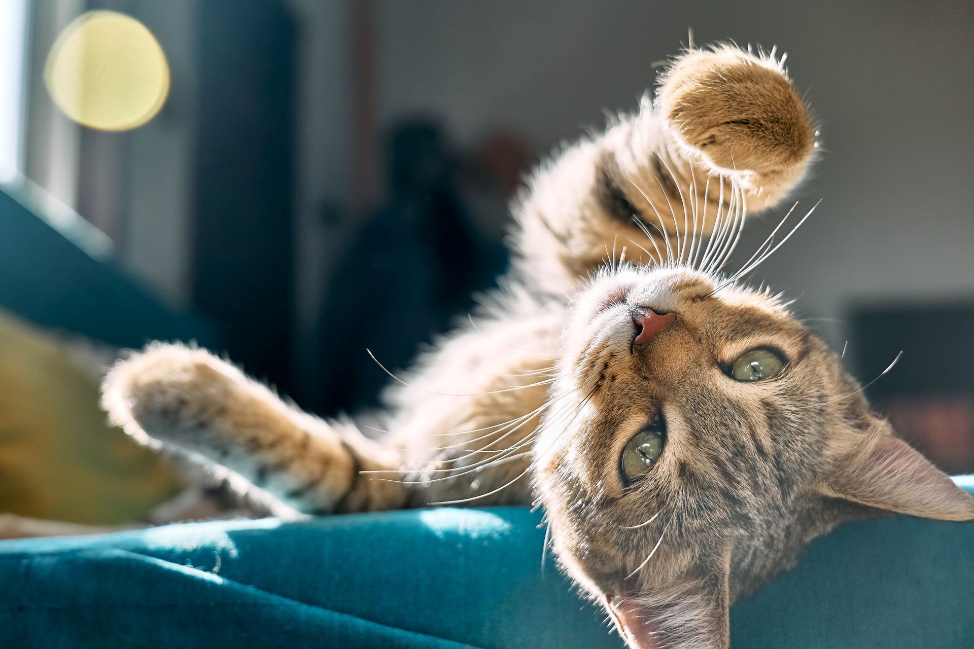 Cat in Heat | Spay Timing and Veterinary Care in Akron