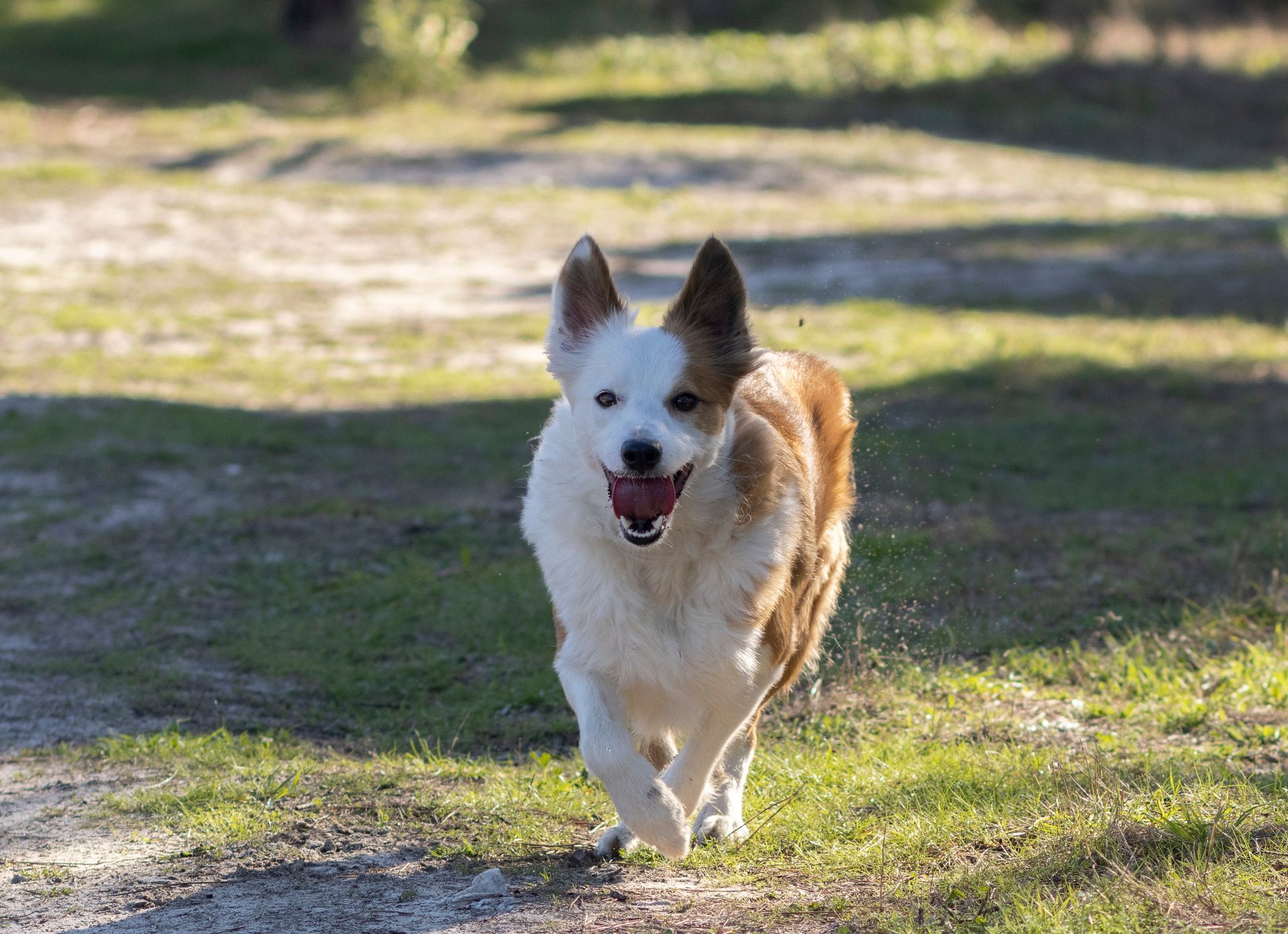 Cushing’s Disease Dog Test | Diagnosis and Testing in Akron