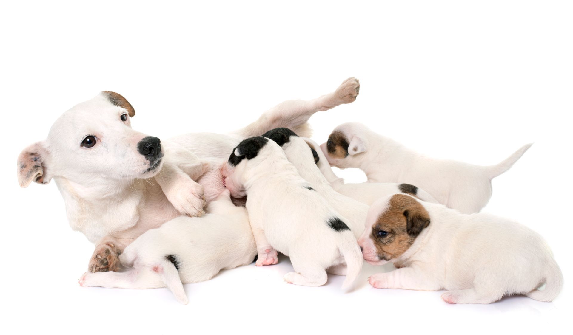 Dog Labor No Puppy | Emergency C-Section Care in Akron