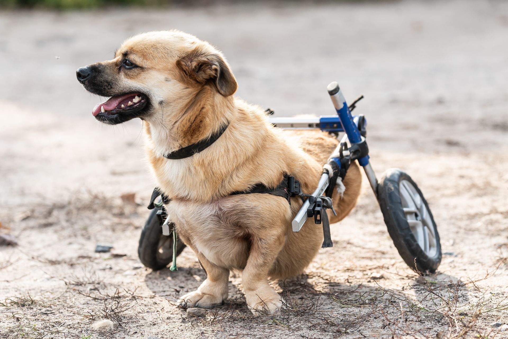 Dog Limb Amputation | Life on Three Legs After Surgery in Akron