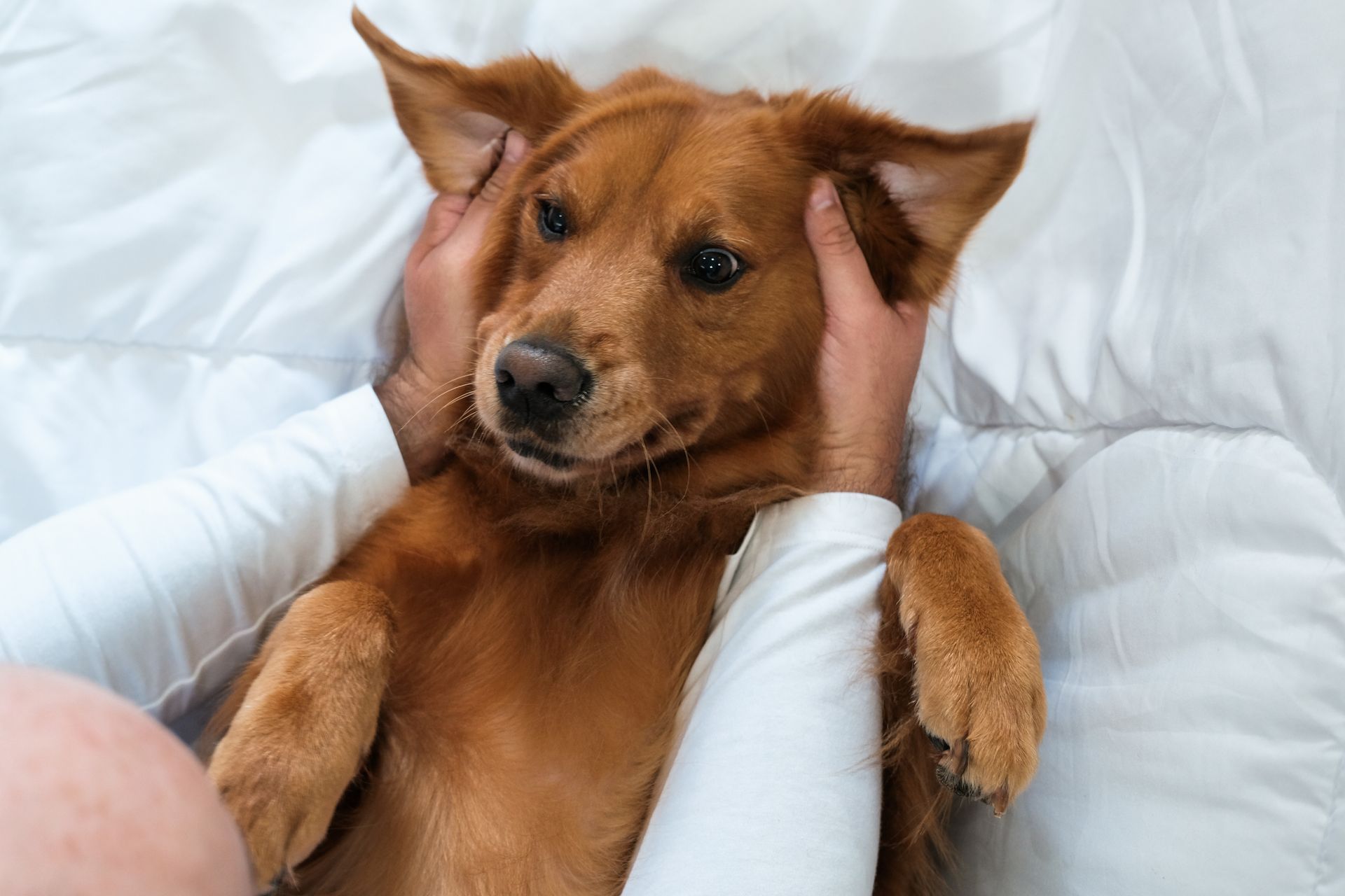 Dog Pancreatitis Symptoms | Same-Day Vet Care in Akron