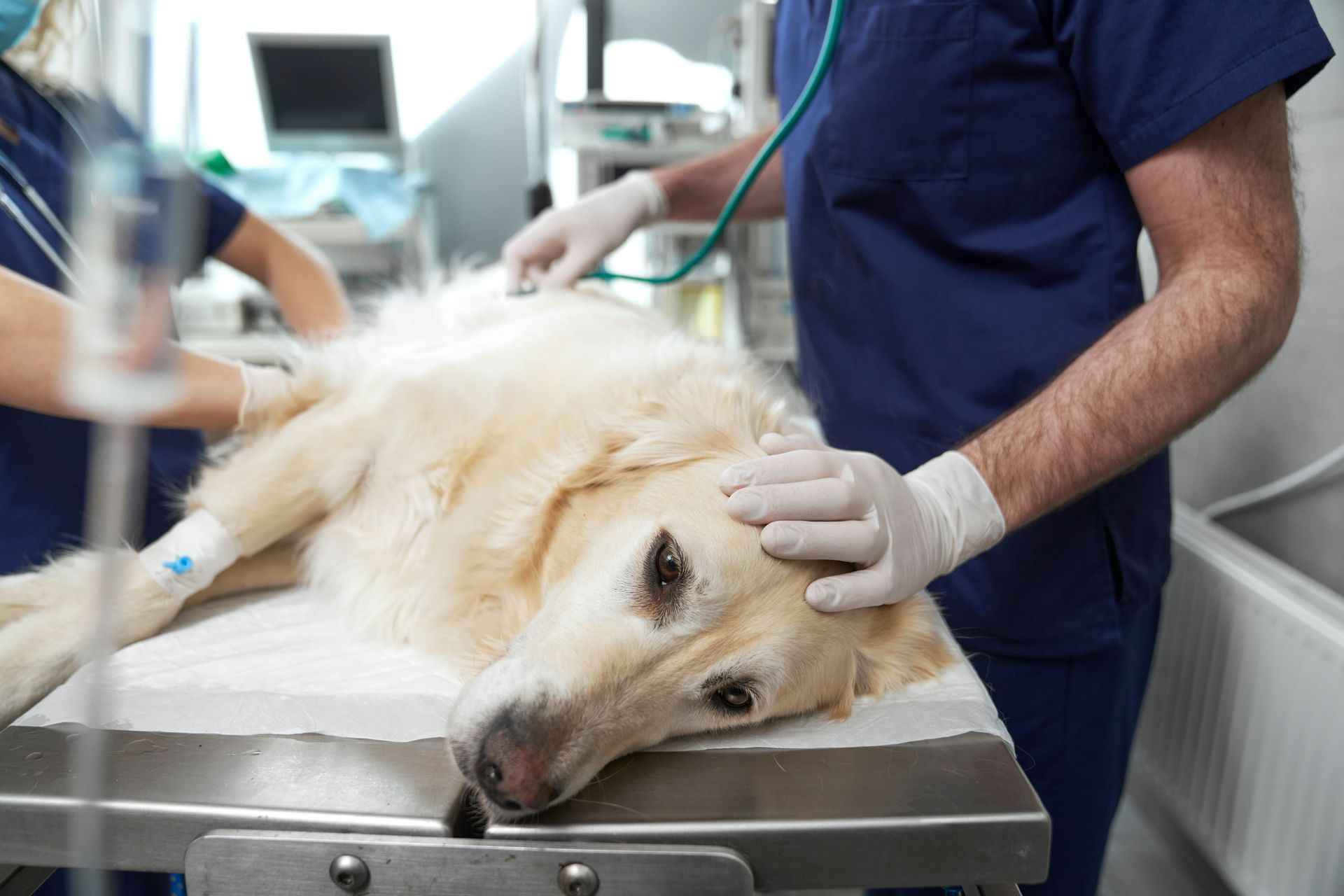 Dog Umbilical Hernia | Hernia Surgery in Akron