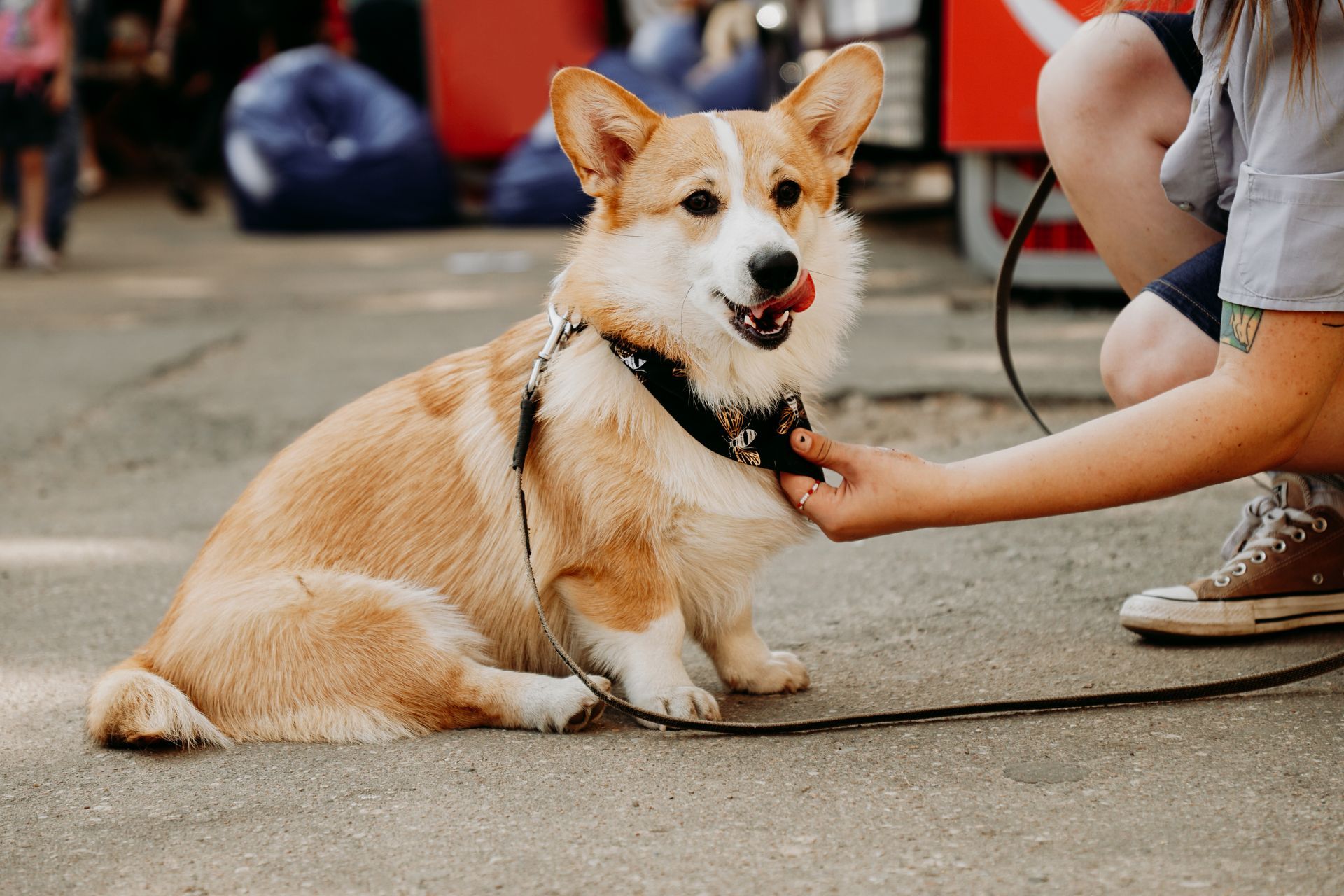 Low Platelets in Dogs | When Thrombocytopenia Is Urgent in Akron