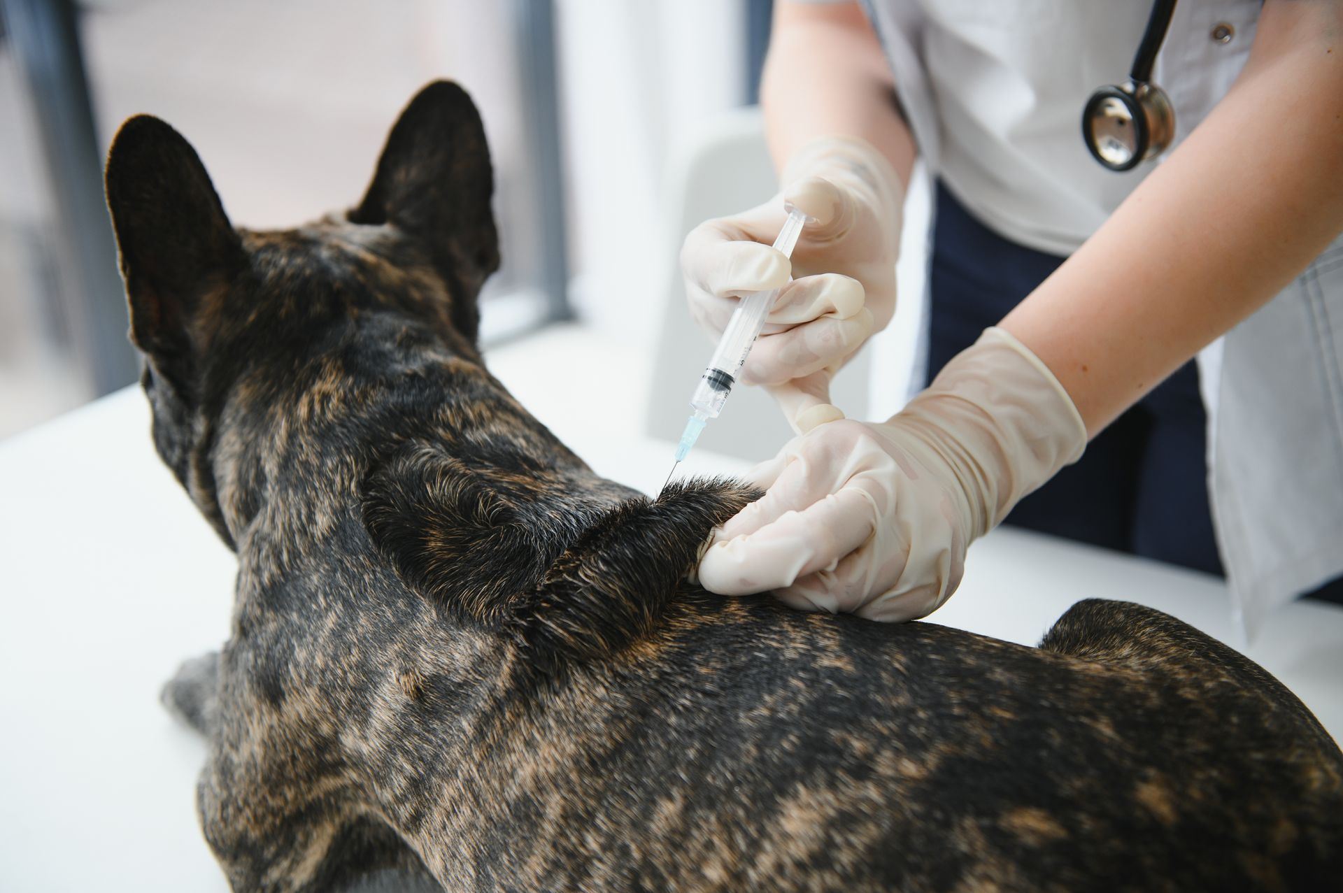 Senior Dog Anesthesia | Surgical Risk Assessment in Akron