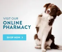 Brown and white dog sitting with paw raised, advertising an online pharmacy.